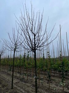 Prunus d. 'Hauszwetsche' = Altesse Simple 20-25 Hoogstam draadkluit 4 X verplant - afbeelding 1