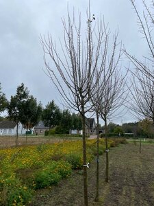 Prunus d. 'Hauszwetsche' = Altesse Simple 20-25 Hoogstam draadkluit 4 X verplant - afbeelding 3