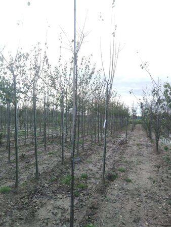 Prunus d. 'Hauszwetsche' = 'Altesse Simple' 6-8 Hoogstam wortelgoed - afbeelding 3