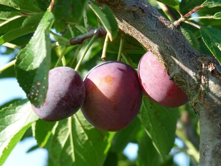 Prunus d. 'Monsieur Hâtif' 2jr. A kwal. wortelgoed struik - afbeelding 1