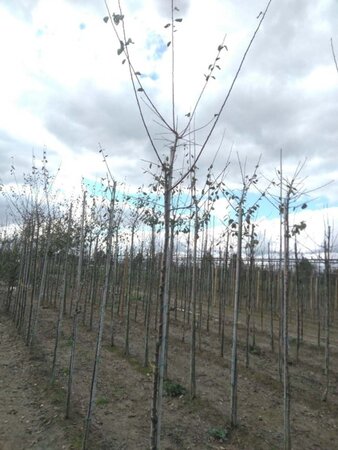 Prunus d. 'Mirabelle de Nancy' 8-10 Hoogstam wortelgoed - afbeelding 8