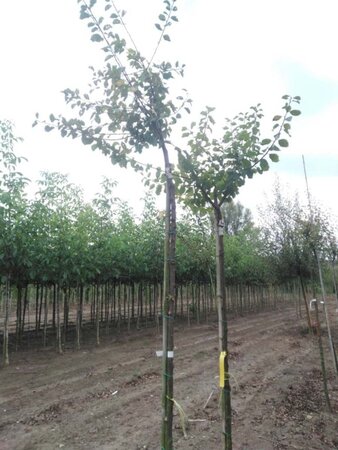 Prunus d. 'Mirabelle de Nancy' 8-10 Hoogstam wortelgoed - afbeelding 9