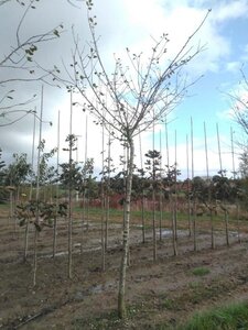 Prunus d. 'Reine Claude d'Althan' = Conducta 20-25 Hoogstam draadkluit 4 X verplant - afbeelding 4