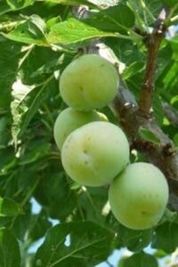 Prunus d. 'Reine Claude d'Oullins' 14-16 STA BR 2 X V - image 1