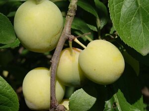 Prunus d. 'Reine Claude Verte' 12-14 STA BR 2 X V - image 1