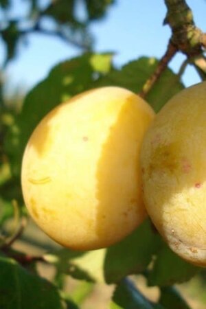 Prunus d. 'Ste Catharine' 12-14 STA BR 2 X V