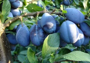 Prunus d. 'Stanley' dubbeleUmetrek BR