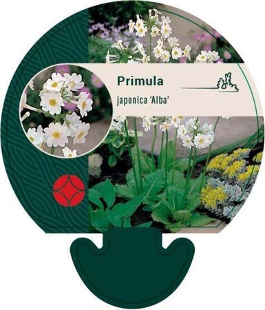 Primula japonica 'Alba' geen maat specificatie 0,55L/P9cm - afbeelding 1