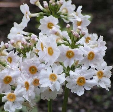 Primula japonica 'Alba' geen maat specificatie 0,55L/P9cm - afbeelding 2