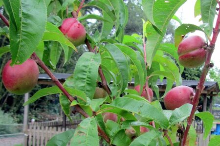 Prunus p. 'Mme Blanchet' laagstam BR espalier rack - image 1