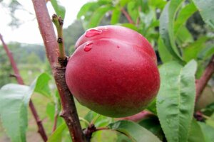 Prunus p. 'Mme Blanchet' laagstam BR espalier rack - image 2