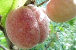Prunus p. 'Madam Gaujard' 8-10 STA4 BR