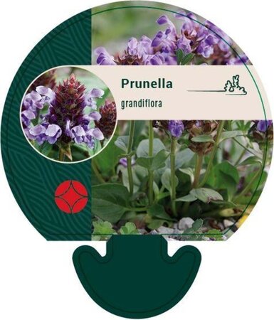 Prunella grandiflora geen maat specificatie 0,55L/P9cm - afbeelding 5