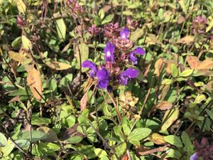 Prunella grandiflora geen maat specificatie 0,55L/P9cm - afbeelding 1