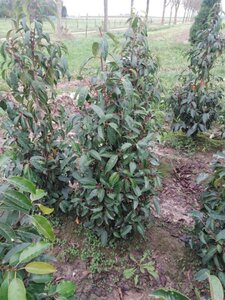 Prunus lusitanica 100-125 cm met kluit - afbeelding 2