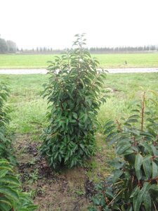 Prunus lusitanica 125-150 cm met kluit - afbeelding 1