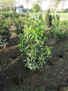 Prunus lusitanica 125-150 cm RB - image 2