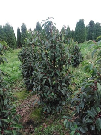 Prunus lusitanica 150-175 cm met kluit - afbeelding 2