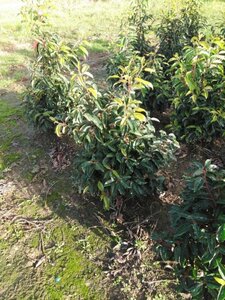 Prunus lusitanica 80-100 cm met kluit - afbeelding 1