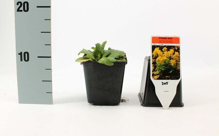 Primula veris geen maat specificatie 0,55L/P9cm - afbeelding 8