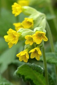 Primula veris geen maat specificatie 0,55L/P9cm - afbeelding 1