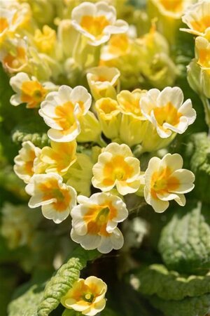 Primula veris geen maat specificatie 0,55L/P9cm - afbeelding 3