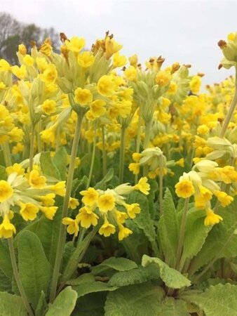 Primula veris geen maat specificatie 0,55L/P9cm - afbeelding 7