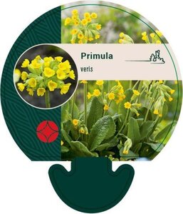 Primula veris geen maat specificatie 0,55L/P9cm - afbeelding 6