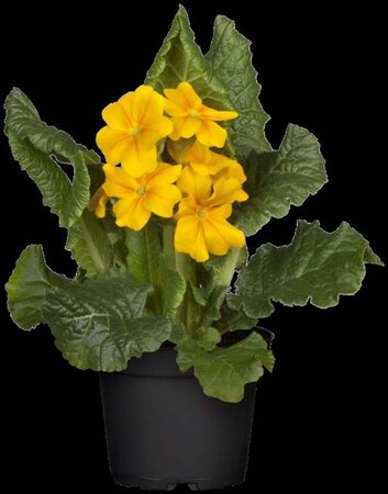 Primula veris geen maat specificatie 0,55L/P9cm - afbeelding 5