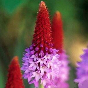 Primula vialii geen maat specificatie 0,55L/P9cm - afbeelding 9