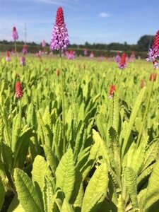 Primula vialii geen maat specificatie 0,55L/P9cm - afbeelding 8