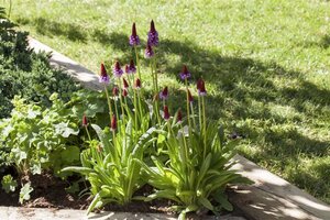 Primula vialii geen maat specificatie 0,55L/P9cm - afbeelding 2