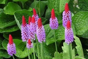 Primula vialii geen maat specificatie 0,55L/P9cm - afbeelding 3