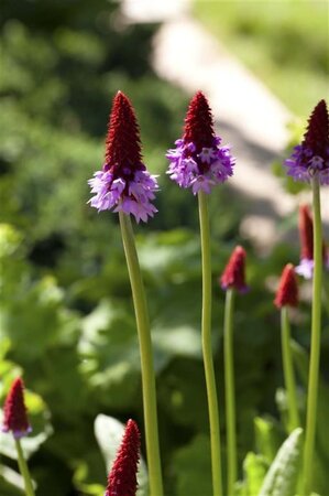 Primula vialii geen maat specificatie 0,55L/P9cm - afbeelding 4