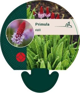 Primula vialii geen maat specificatie 0,55L/P9cm - afbeelding 7