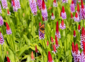 Primula vialii geen maat specificatie 0,55L/P9cm - afbeelding 5