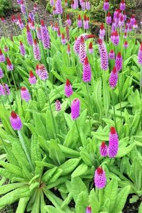 Primula vialii geen maat specificatie 0,55L/P9cm - afbeelding 6