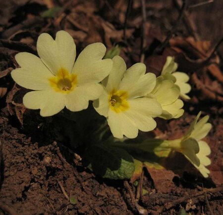 Primula vulgaris geen maat specificatie 0,55L/P9cm - afbeelding 2