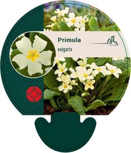 Primula vulgaris geen maat specificatie 0,55L/P9cm - afbeelding 7