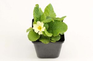 Primula vulgaris geen maat specificatie 0,55L/P9cm - afbeelding 6