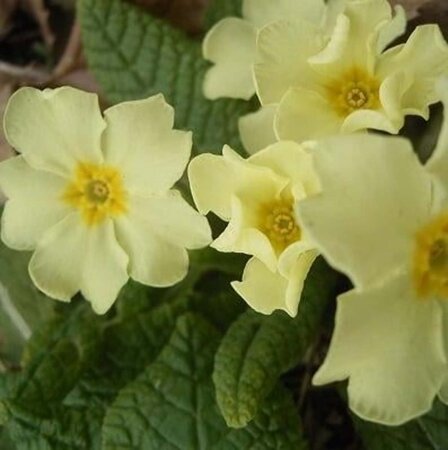 Primula vulgaris geen maat specificatie 0,55L/P9cm - afbeelding 5