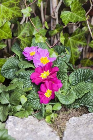 Primula vulgaris geen maat specificatie 0,55L/P9cm - afbeelding 4