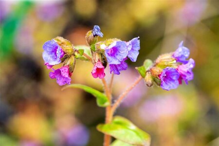 Pulmonaria ang. 'Azurea' geen maat specificatie 0,55L/P9cm - afbeelding 2