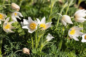 Pulsatilla v. 'Alba' geen maat specificatie 0,55L/P9cm - afbeelding 3