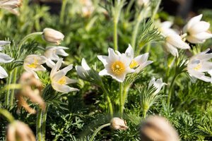 Pulsatilla v. 'Alba' geen maat specificatie 0,55L/P9cm - afbeelding 4