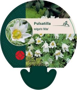 Pulsatilla v. 'Alba' geen maat specificatie 0,55L/P9cm - afbeelding 2