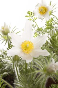 Pulsatilla v. 'Alba' geen maat specificatie 0,55L/P9cm - afbeelding 5