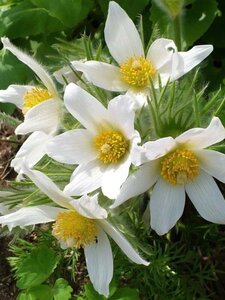 Pulsatilla v. 'Alba' geen maat specificatie 0,55L/P9cm - afbeelding 1