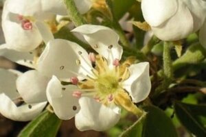 Pyrus c. 'Beurré Alexandre Lucas' 10-12 Hoogstam draadkluit - afbeelding 1