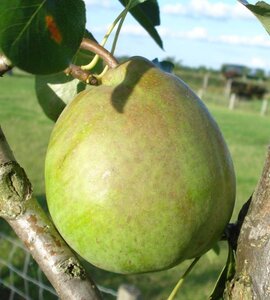 Pyrus c. 'Beurré Alexandre Lucas' 8-10 Hoogstam wortelgoed - afbeelding 5